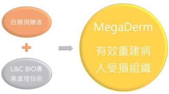 渾然天成整形醫美|異體真皮來源 渾然天成整形醫美|異體真皮來源