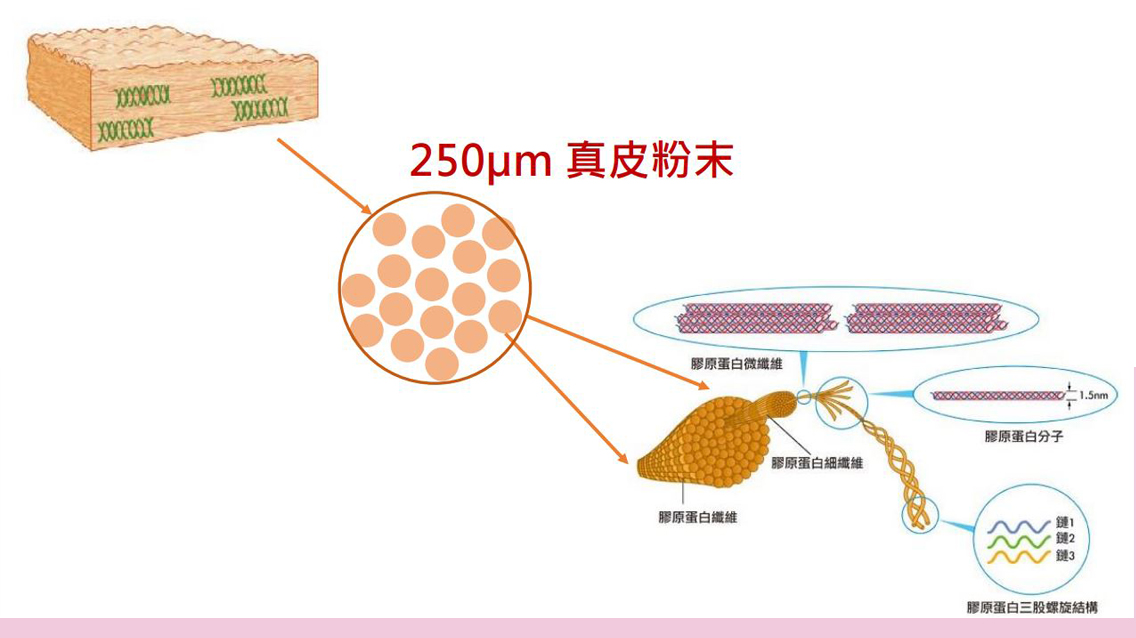 渾然天成整形醫美|異體真皮粉結構 渾然天成整形醫美|異體真皮粉結構