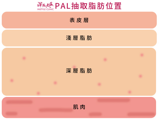 渾然天成整形醫美|深淺層脂肪位置。 渾然天成整形醫美|深淺層脂肪位置。