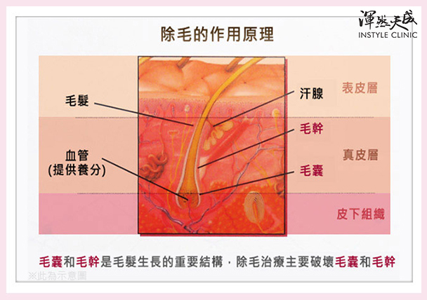 女性私密處-雷射除毛可破壞毛髮生長的重要結構「毛囊和毛幹」。|渾然天成整形醫美 女性私密處-雷射除毛可破壞毛髮生長的重要結構「毛囊和毛幹」。|渾然天成整形醫美。