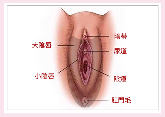 女性私密處-IO部位,肛門及陰道口周圍太多雜毛,除了清潔不易也不美觀。|渾然天成整形醫美 女性私密處-IO部位,肛門及陰道口周圍太多雜毛,除了清潔不易也不美觀。|渾然天成整形醫美。