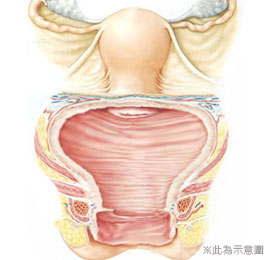 陰道鬆弛,困擾,私密處不舒服,妹妹養,妹妹不舒服,私密處保養方法,月經,女性疾病,私密處衛教,私密處要注意,陳淑賢醫師,渾然天成,嚴重鬆弛,更年期,性生活不滿,陰道收縮,愛愛不順,性愛沒感覺,白帶多,分泌物多,私密處感染,泡湯,安全,漏尿,尿失禁,血塊,私密處權威醫師,私密處女醫師