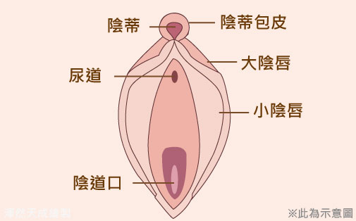 陰蒂,包皮,過長,不敏感,小陰唇,私密處,外觀,修整,手術,渾然天成,陳淑賢